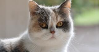 Egzotik Kedi Türleri ve Bakımı