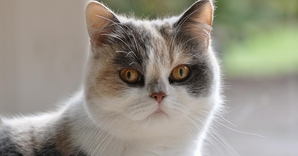 Egzotik Kedi Türleri ve Bakımı