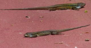 Kertenkele Türleri ve Özellikleri