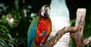 Kuşseverlerin Ilgi Odağı: Konuşma Yetenekleri Olan Papağan Türleri