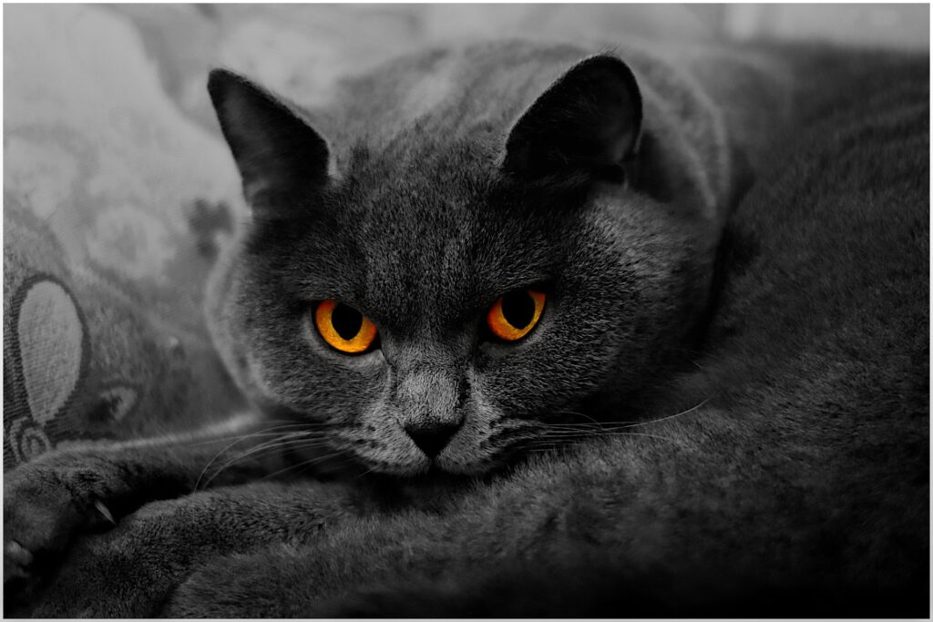 Tüylü ve Sevimli: Popüler Kedi Türleri