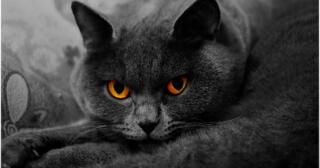 Tüylü ve Sevimli: Popüler Kedi Türleri