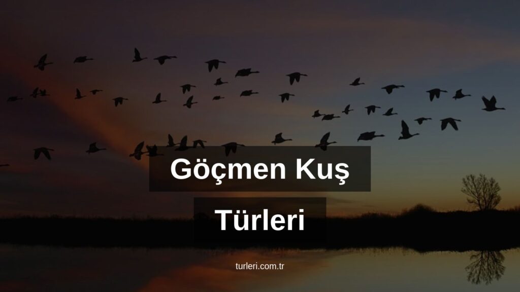 Göçmen Kuş Türleri