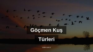 Göçmen Kuş Türleri