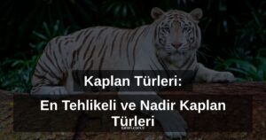 Kaplan Türleri: En Tehlikeli ve Nadir Kaplan Türleri