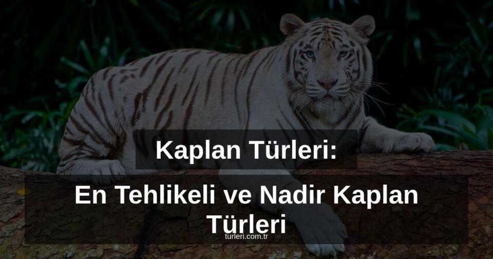 Kaplan Türleri: En Tehlikeli ve Nadir Kaplan Türleri