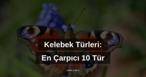 Kelebek Türleri: En Çarpıcı 10 Tür