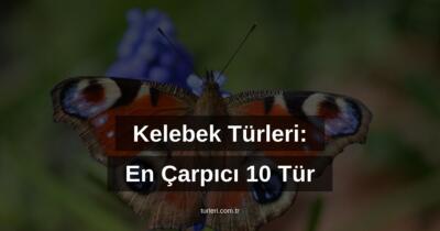 Kelebek Türleri: En Çarpıcı 10 Tür