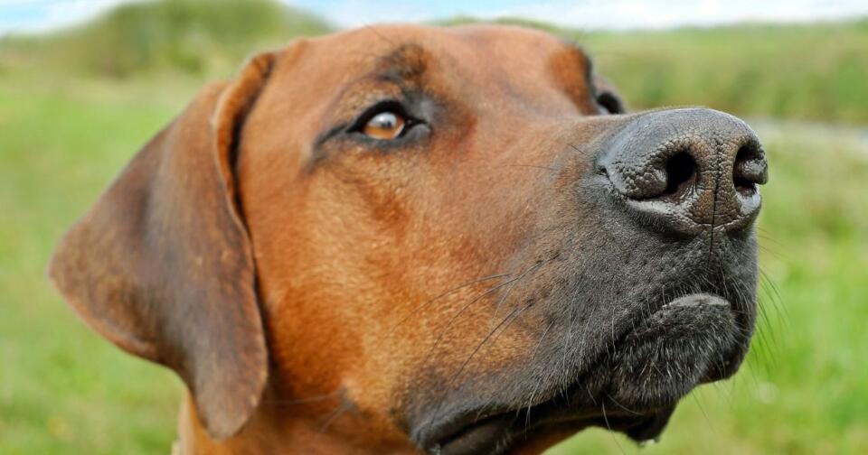 Av Köpeği Türleri Nelerdir?