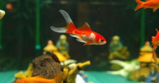 Japon Balığı Türleri Nelerdir?