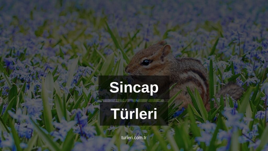 Sincap Türleri Nelerdir?