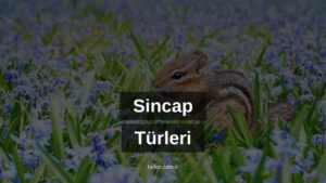 Sincap Türleri Nelerdir?