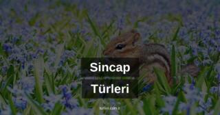 Sincap Türleri Nelerdir?