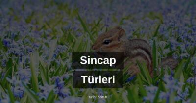 Sincap Türleri Nelerdir?