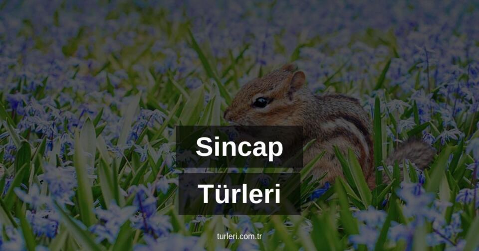 Sincap Türleri Nelerdir?
