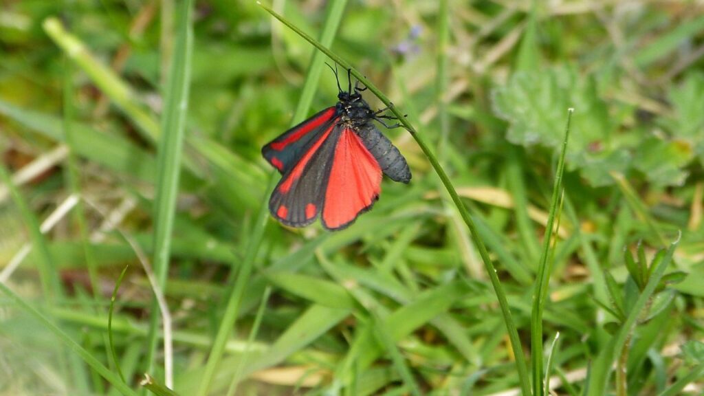 Zehirli Kelebek Türleri Nelerdir?