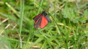 Zehirli Kelebek Türleri Nelerdir?