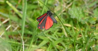 Zehirli Kelebek Türleri Nelerdir?