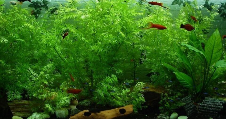 akvaryum-balik-turleri