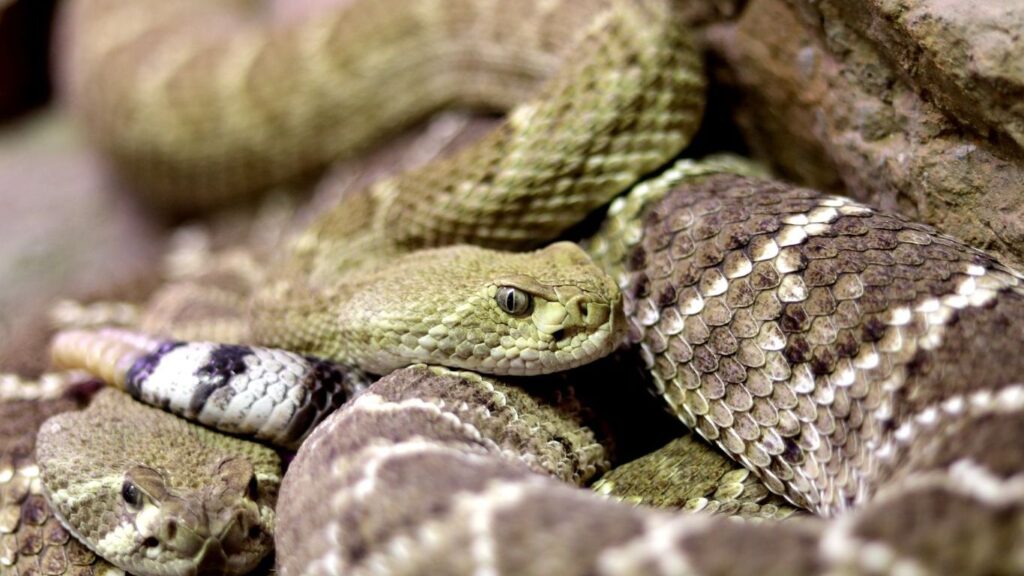 yilan-turleri