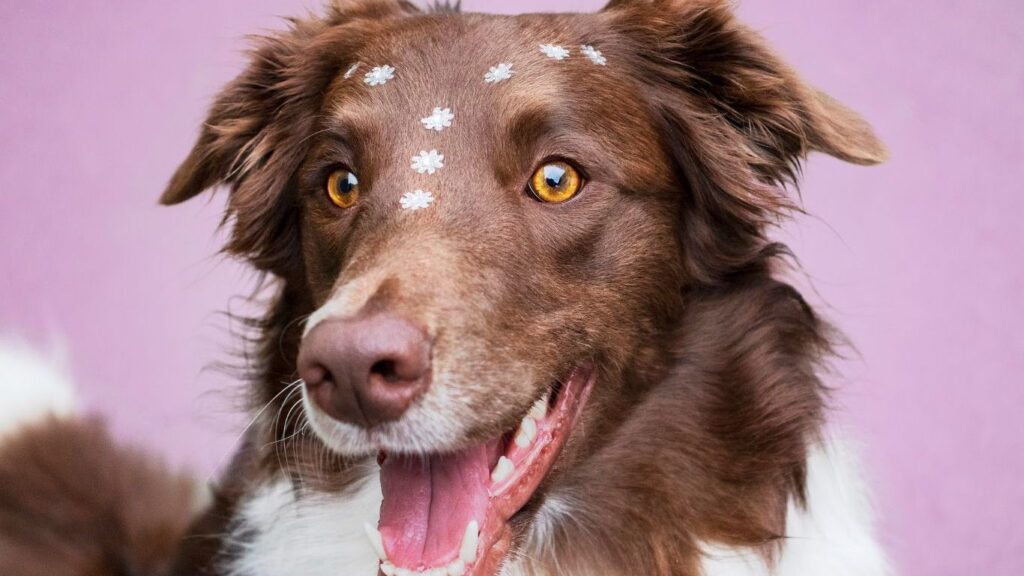 en-zeki-kopek-turleri