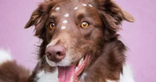 en-zeki-kopek-turleri