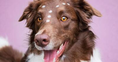 en-zeki-kopek-turleri