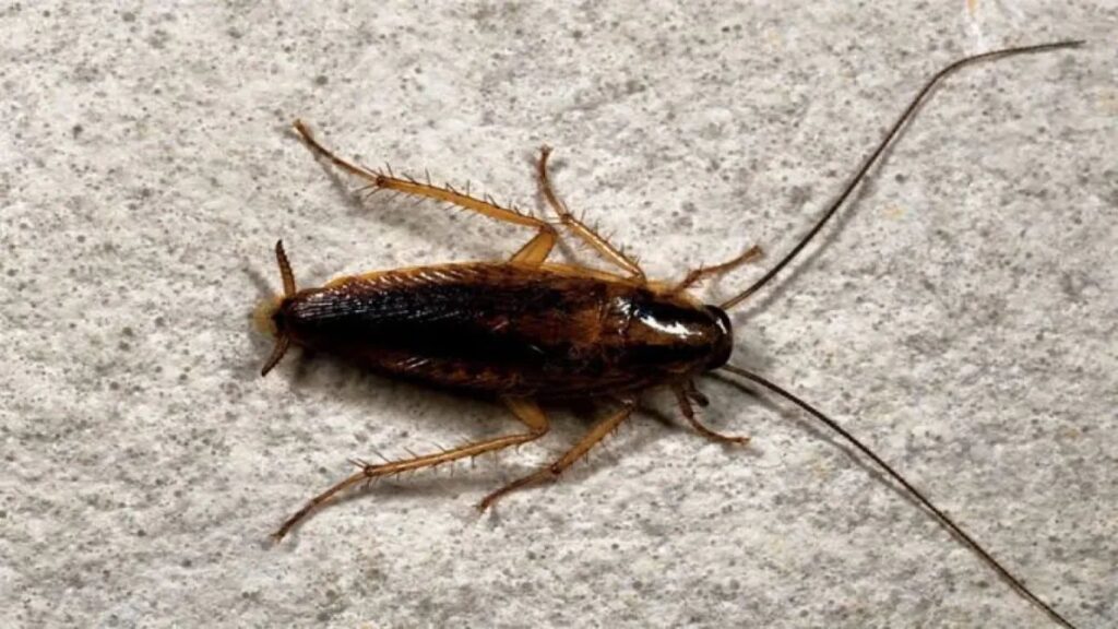 evde-cikan-bocek-turleri