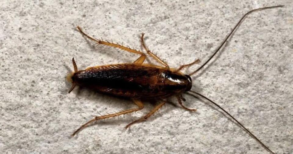 evde-cikan-bocek-turleri