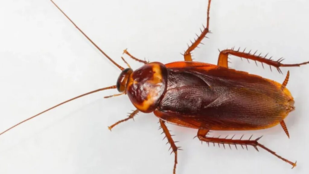 hamam-bocegi-turleri