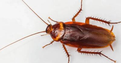 hamam-bocegi-turleri