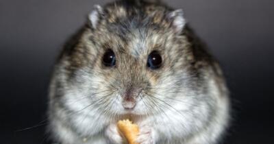 hamster-turleri
