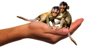 kucuk-maymun-turleri