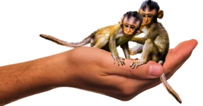 kucuk-maymun-turleri