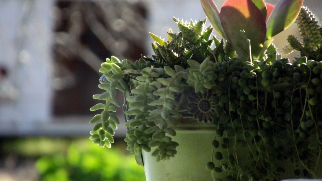 sukulent-turleri