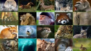 memeli-hayvan-turleri