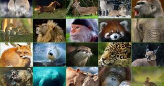 memeli-hayvan-turleri