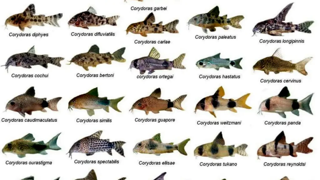 copcu-baligi-turleri