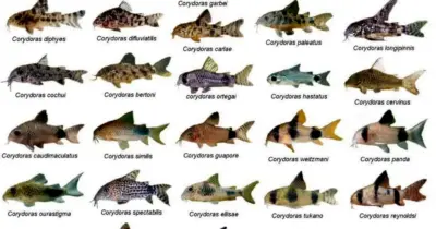 copcu-baligi-turleri