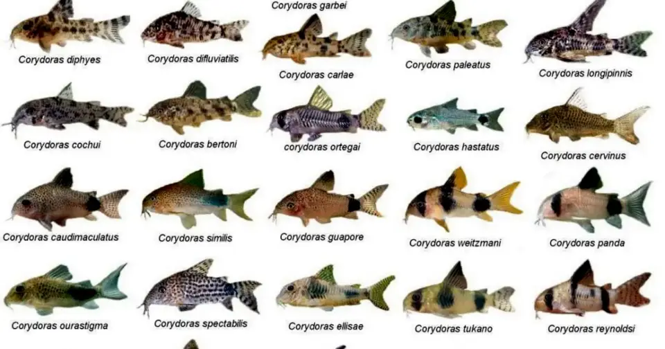 copcu-baligi-turleri