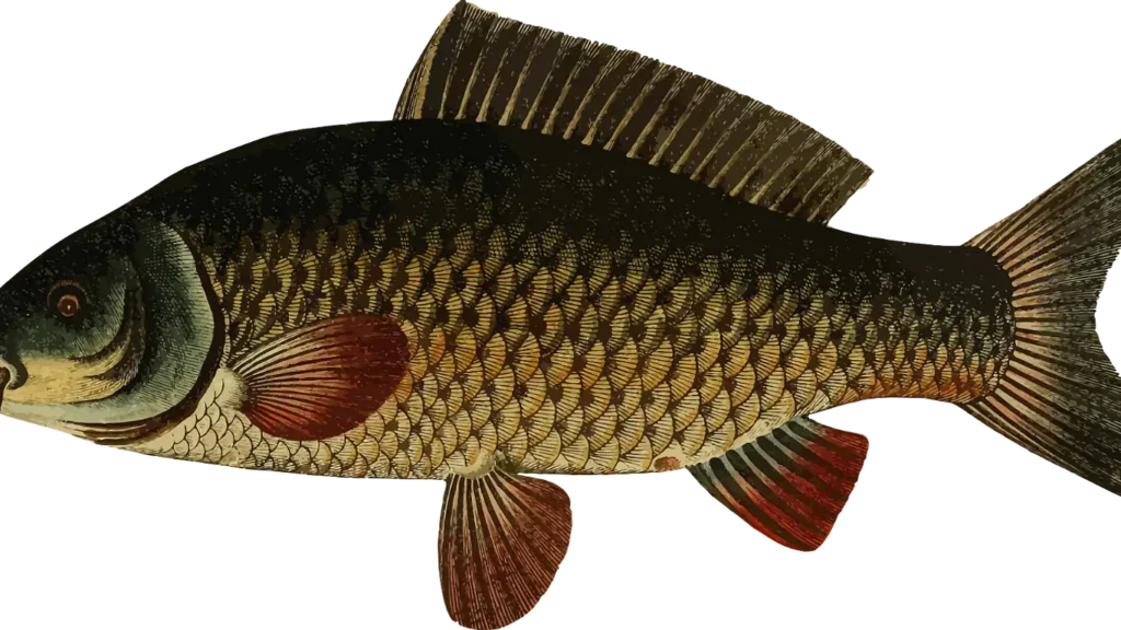 tatli-su-balik-turleri