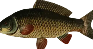 tatli-su-balik-turleri