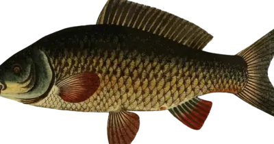 tatli-su-balik-turleri