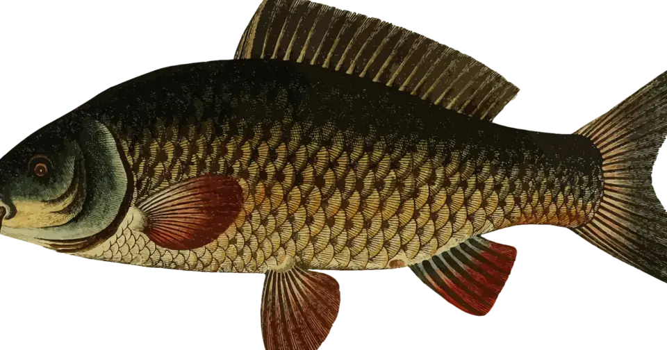 tatli-su-balik-turleri